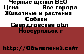 Черные щенки ВЕО › Цена ­ 5 000 - Все города Животные и растения » Собаки   . Свердловская обл.,Новоуральск г.